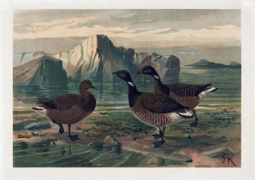 Anatra anatre uccelli - anatra,