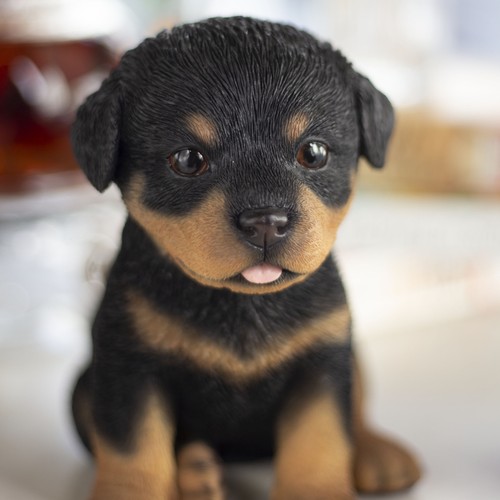 Soreal brown rottweiler - brown, |