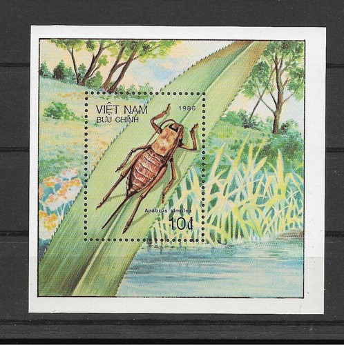 Vietnam insetti coleotteri - vietnam,, insetti,