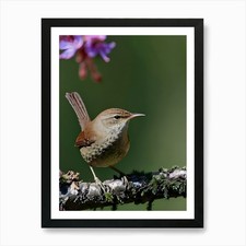 House Wren -Reimagined 10 Art