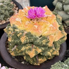 Ariocarpus Fis. Supergodzilla