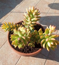 SEDEVERIA LUTEA 21 CM COCCIO, SPEDIZIONE GRATUITA!!!