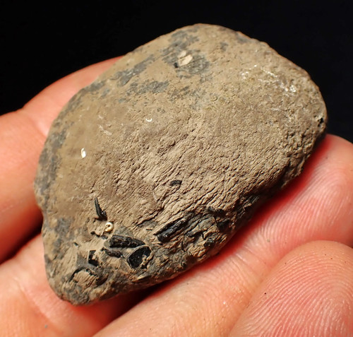 Jurassic ichthyosaur coprolite