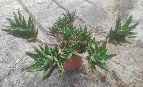 Talea grande aloe - 1,