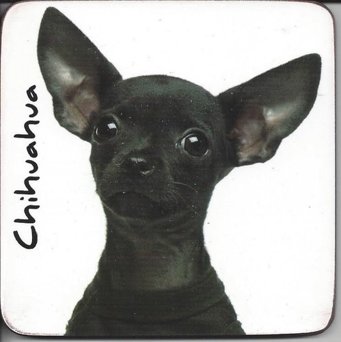 Chihuahua sottobicchiere per - chihuahua,