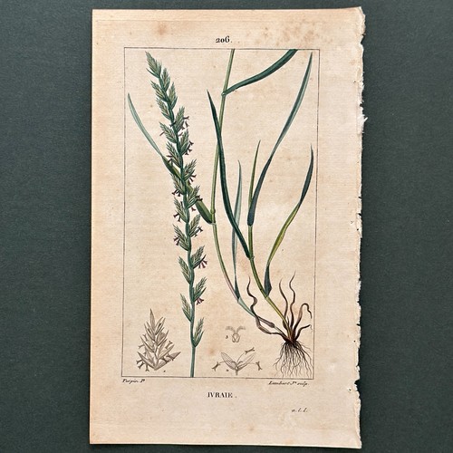 Stampa botanica colorata - , a