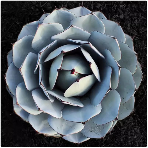 Agave parryi cactus - agave,