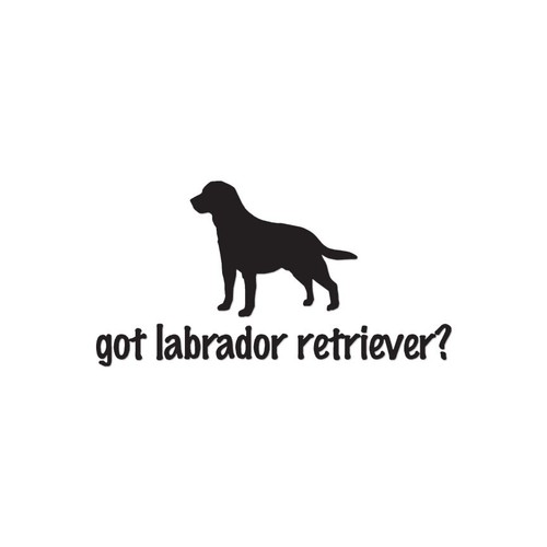 Got labrador retriever - labrador,