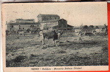 CARTOLINA  PALIDORO DI FIUMICINO  FP  VIAGGIATA 1929 MASSERIA  PASCOLO MUCCHE
