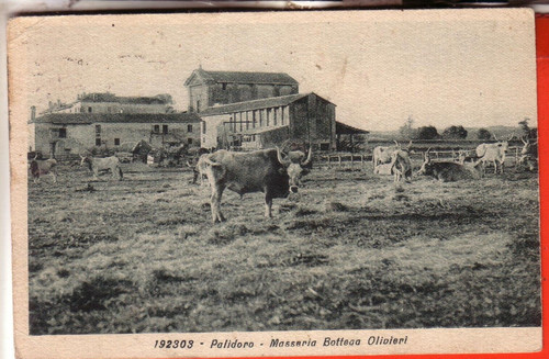 Cartolina palidoro di - cartolina,