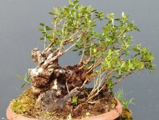 Bonsai Olivastro 33x25cm In