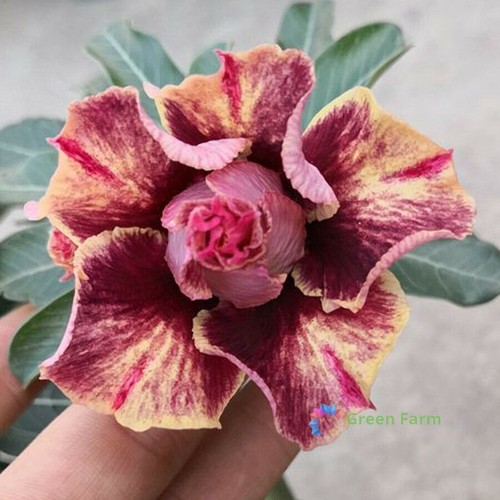 Semi sangue dorato rosso - sangue,