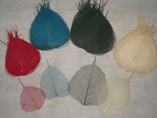 Foglie indiane scheletrine - 50,