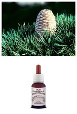 OLIO Essenziale 100% Puro