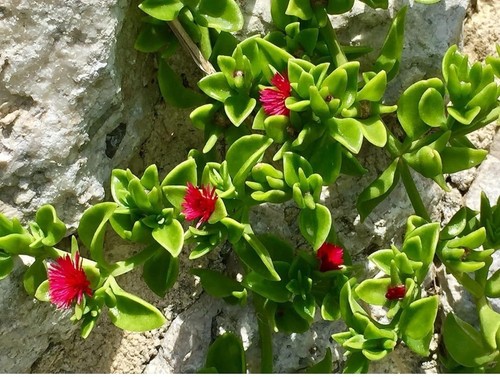 Piantine grasse aptenia - piantine,