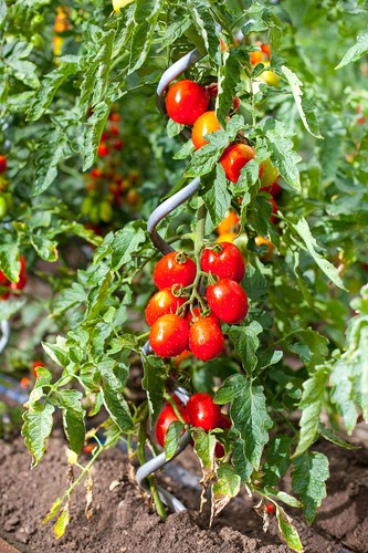 Palo tutore canna sostegno