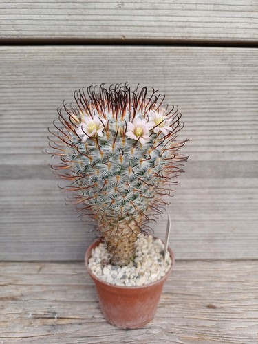 Mammillaria perezdelarosae