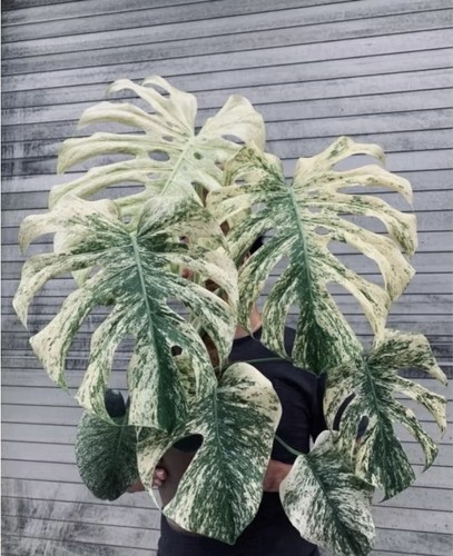 Raro autentica monstera - autentica,