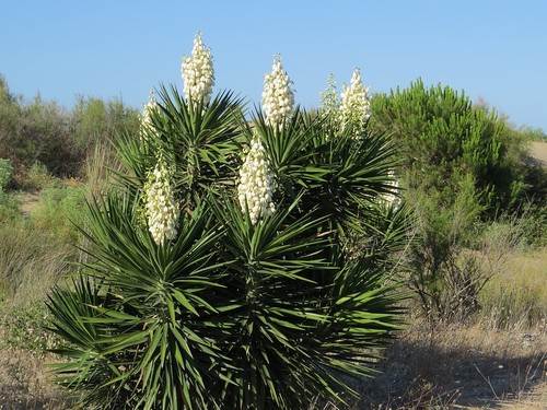 Yucca aloifolia spanish - aloifolia,