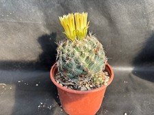 CORYPHANTHA SALM-DYCKIANA VIVAIO IL GIARDINO DI MAYA CACTUS PIANTE 6209