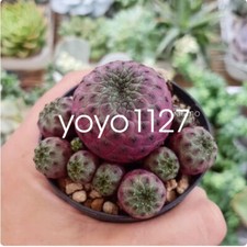 Pianta succulenta di cactus