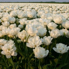 8 bulbi di TULIPANI MOUNT