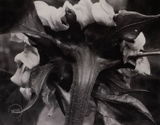 Stampa vintage Edward Steichen natura morta girasole Youlangis Francia 1920 tappetino 12x14