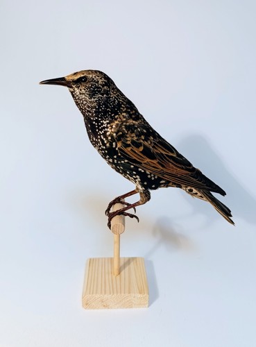 Taxidermy cabinet de - cabinet,