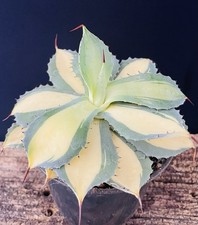 Agave Potatorum