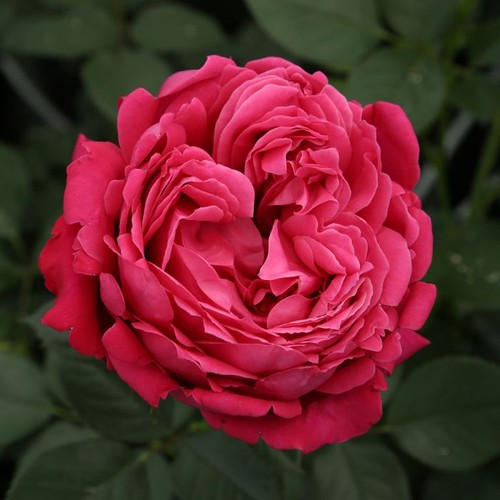 Pianta rosa brevettata - di,