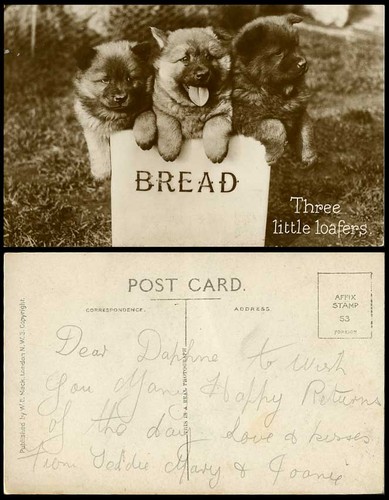 Chow dog puppies - puppies, dogs