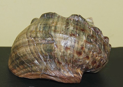 Conchiglia grande marmoratus - ,