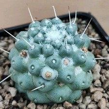 Mammillaria schumannii inermis - schumannii,