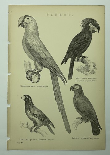 Parrot ara macrocercus - ara,