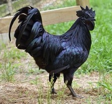 10 Uova Fertili, Feconde Razza