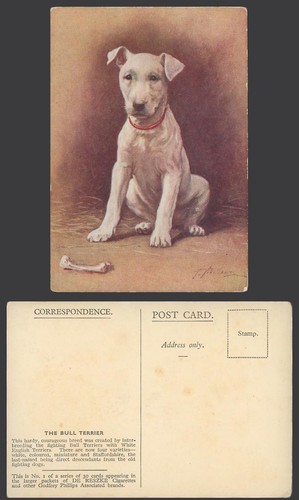 Bull terrier fighting dog - fighting,