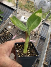 Dwarf Green Banana -