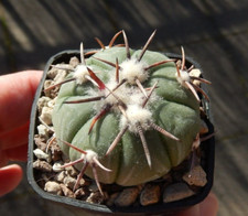 Echinocactus horizonthalonius