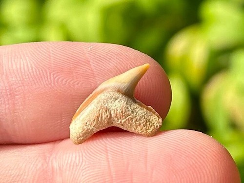 Bello dente fossile squalo - dente,