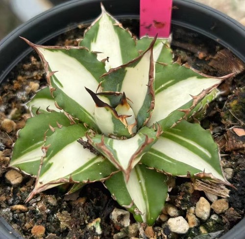 Vendita raro cactus - raro,