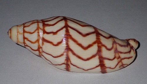 100 thick lip - mm, volutoconus