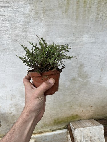 Bonsai timo macchia - bonsai,