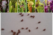 Semi (10) di Sarracenia, pianta carnivora, mix incroci naturali