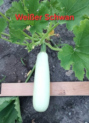 Zucchine semi cigno bianco - semi,