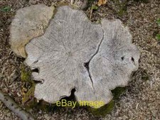 Photo 6x4 Hornbeam stump