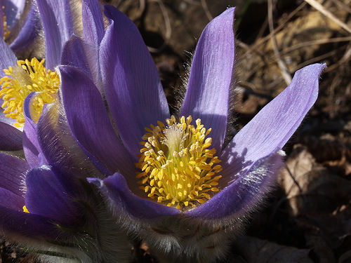 Graines anemone - 12,