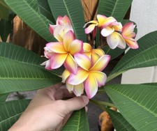 Plumeria Taglio 1 Singolo