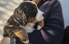 Bovaro del bernese, ultimo