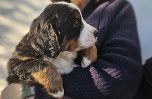 Bovaro del bernese ultimo - del,
