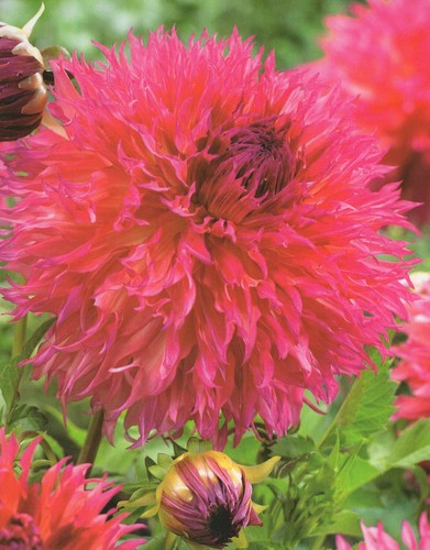 Corna cervo dalia fiore - corna,